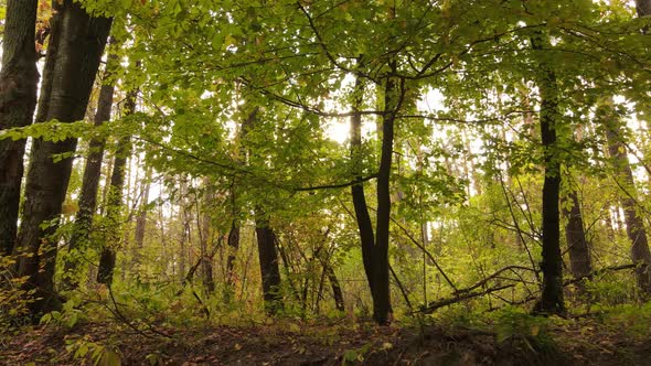 Forest Beautiful Landscape in an Autumn Day