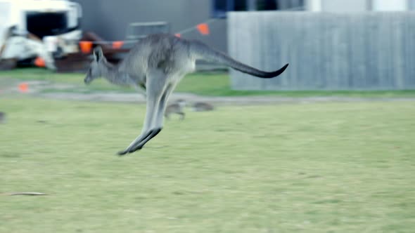 Australian kangaroo's grazing in a township park land. Roo hops in full flight past some common brow