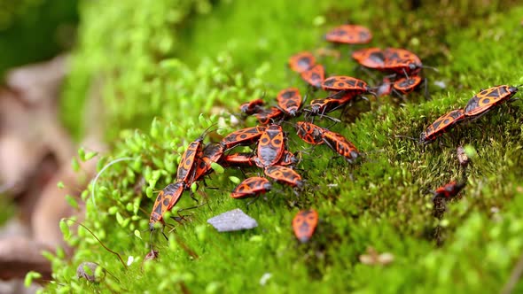 Firebug, Pyrrhocoris Apterus, Is a Common Insect of the Family Pyrrhocoridae.