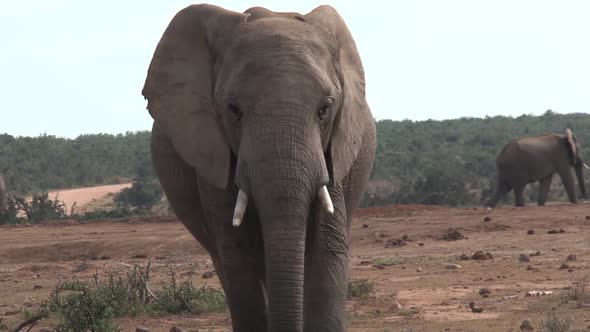 African Elephant 