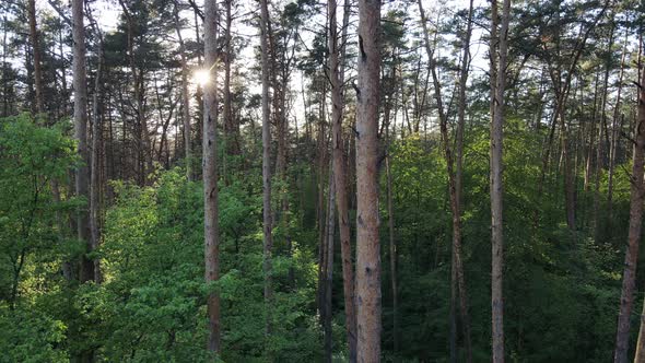 Summer Forest with Pine Trees Slow Motion