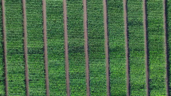 Drone Camera Over Green Corn Field