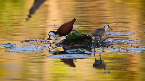 African jacana in Kruger National park, South Africa