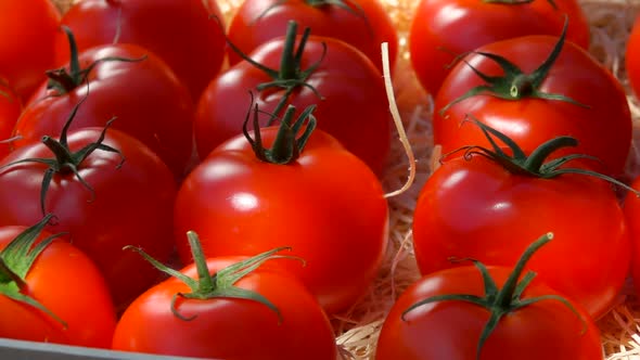 Panorama on the Ripe Juicy Red Tomatoes