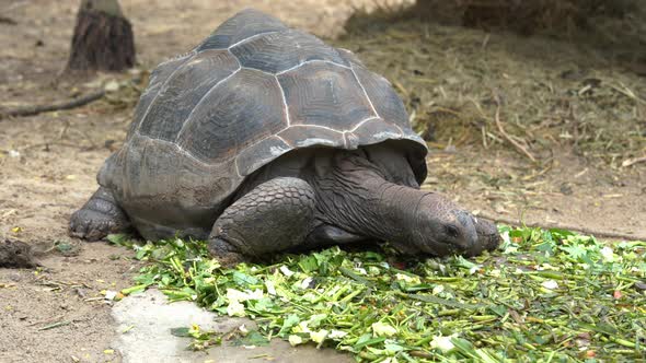 An Aldabra giant tortoise (Aldabrachelys gigantea) eating a green leave