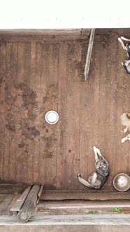 Aerial View of a Shelter for Stray Dogs