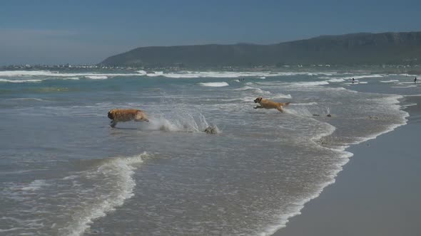 Two Golden Retrievers on beach running into ocean - slow-mo