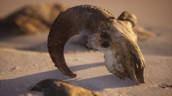 Skull with Ram Horns on the Beach alt