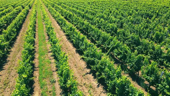 Aerial Flight Over Green Vineyards in Ukraine