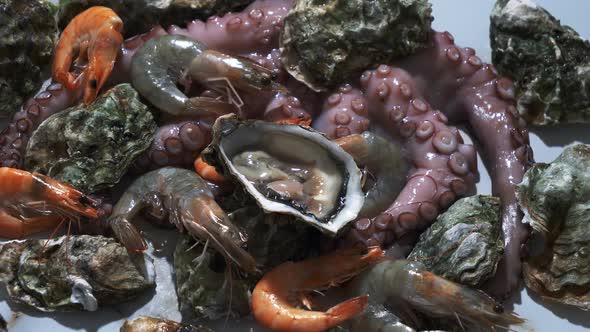 oysters, octopus and shrimps on a table