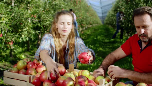 Modern Apple Orchard Seasonal Workers and Farmer