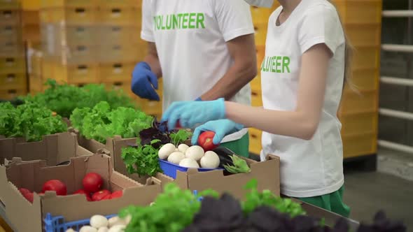 Two Employees of Volunteer Organization Packing Fresh Vegetables Standing in Modern Warehouse Spbd