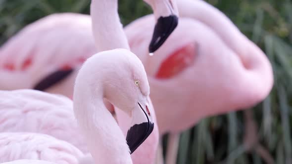 Close view of flamingo standing with others