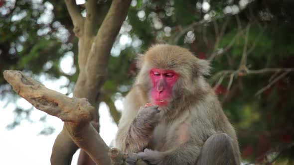 Japanese Macaque (Snow Monkey)