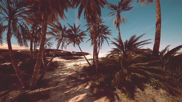 Palm Trees of Oasis in Desert Landscape