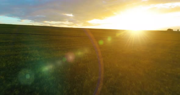 Flight Above Rural Summer Landscape with Endless Yellow Field at Sunny Summer Evening. Agricultural