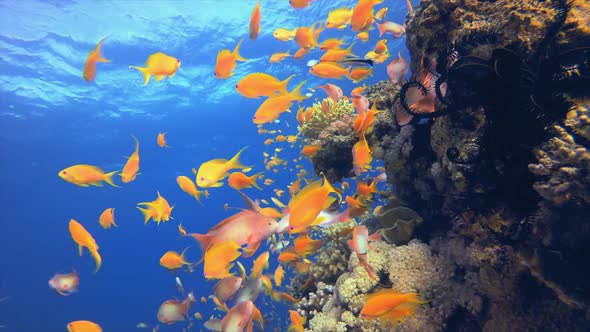 Colourful Underwater Reef