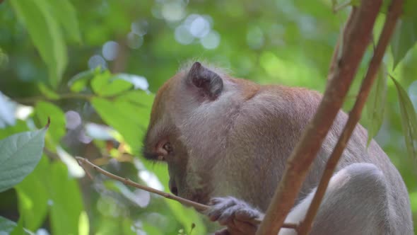 Long-tailed Macaque eating tree flower leaves in jungle. Crab-eating Macaque monkey foraging fruit