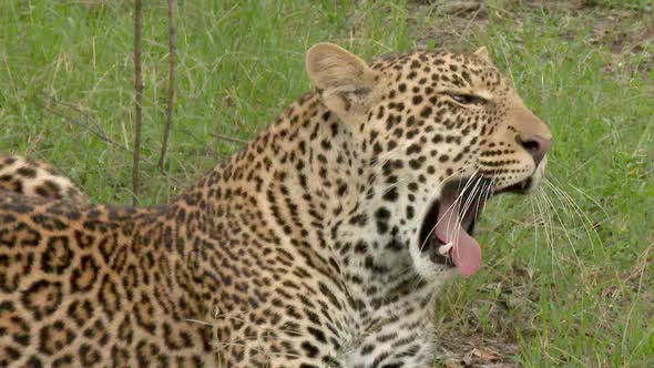 Leopard (Panthera pardus) lying in grass, cleaning himself, close-up. Location Maasai mara, Kenya.