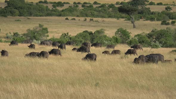 African Buffalo herd grazing