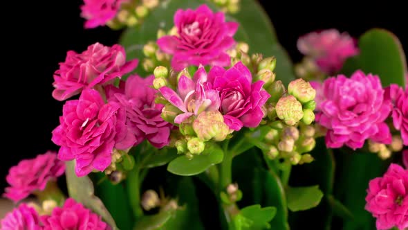 Time Lapse of Opening Pink Kalanchoe Flower