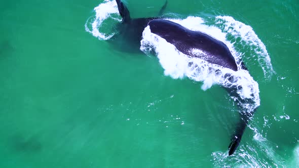 Southern Right whale swims on her back in shallows, and spins around underwater