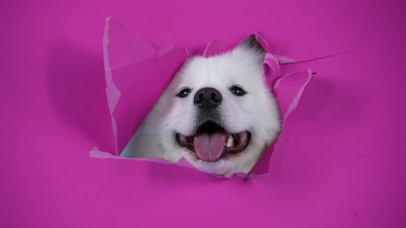 A Cute Curious Samoyed Spitz Looking Through a Hole in Pink Paper Cardboard