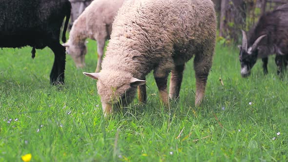 White Sheep Eating Green Grass on a Meadow in the Highlands Close Up.