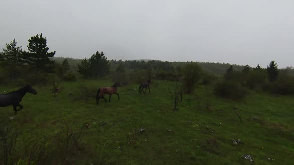 A Herd of Wild Horses Running Through a Forest During Heavy Rainfall