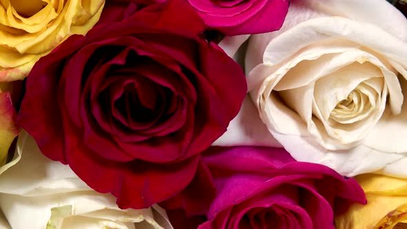 Close Up Of Red Yellow White And Pink Roses Valentines