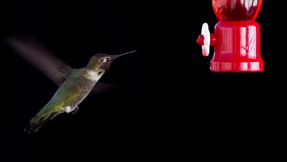 Hummingbird Feeding Slow Motion.