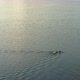 open water swimmer with a swim buoy on a calm lake - VideoHive Item for Sale
