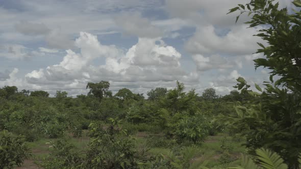 Africa Mali Forest Aerial View