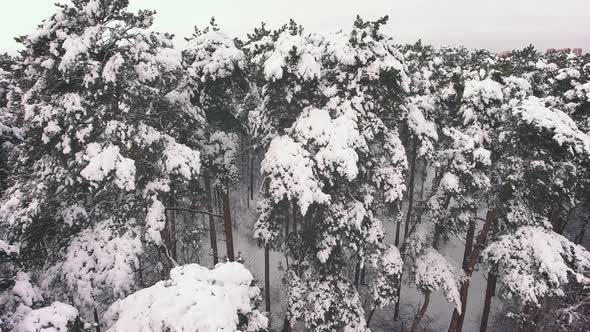 Winter forest. Aerial