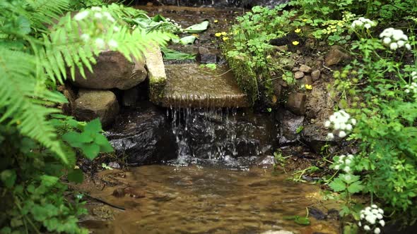 Wild natural stone waterfall in the forest with green grass, fern and white flowers