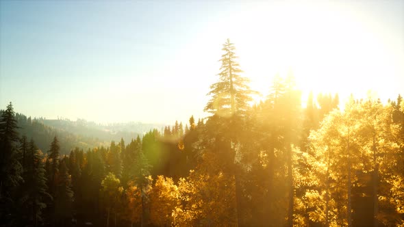 Aerial View of the Beautiful Autumn Forest at Sunset with Green Pine Trees