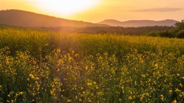 Rapeseed Plantations Against The Backdrop Of The Mountain At Sunset 3