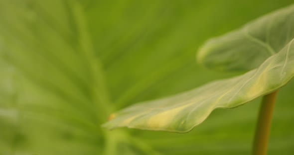 Detail of Alocasia macrorrhizos leaves