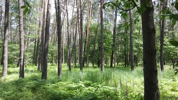 Trees in the Forest By Summer Day