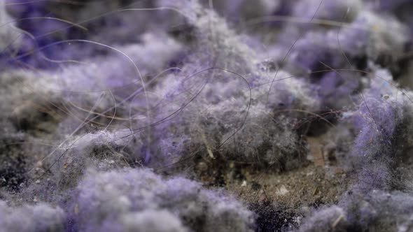 Macro Dust Shots with Hair. The Pollution That the Vacuum Cleaner Collects When Cleaning an