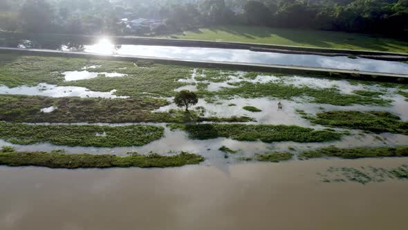 Tree in green field is flood with water.