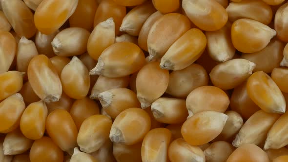 Yellow popcorn kernels. Close up.