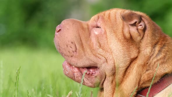 An Old Redhaired Dog with Large Wrinkles Looks Away