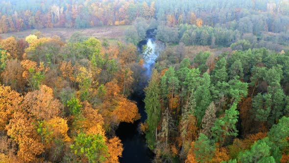 Aerial view of river and yellow autumn forest, Poland