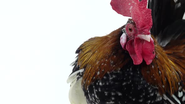 Rooster Milfler Isolated at White Background in Studio