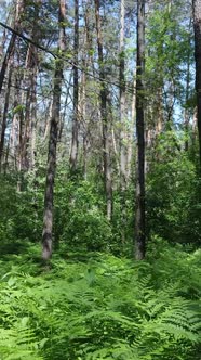 Vertical Video of a Forest with Trees