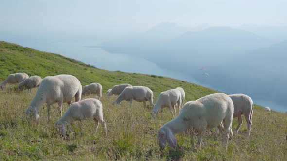 Sheep Eat Grass Above Monte Baldo at Lake Garda