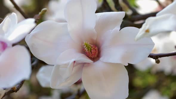 Close up of a white magnolia