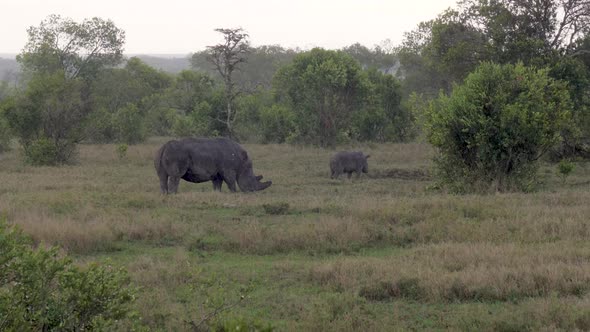 Female Rhinoceros With A Baby Graze In The Meadow And Run Away From Heavy Rain