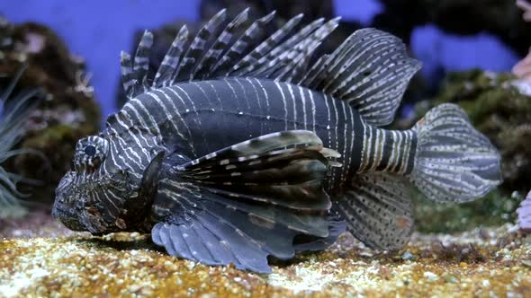 Red Lionfish (Pterois Volitans) Fish